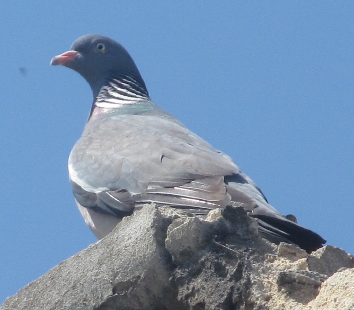 Common Wood-Pigeon (White-necked) - Ruslan Mazuryk