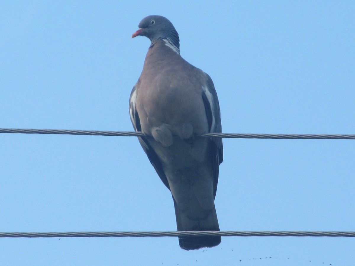 Pigeon ramier (groupe palumbus) - ML206065521