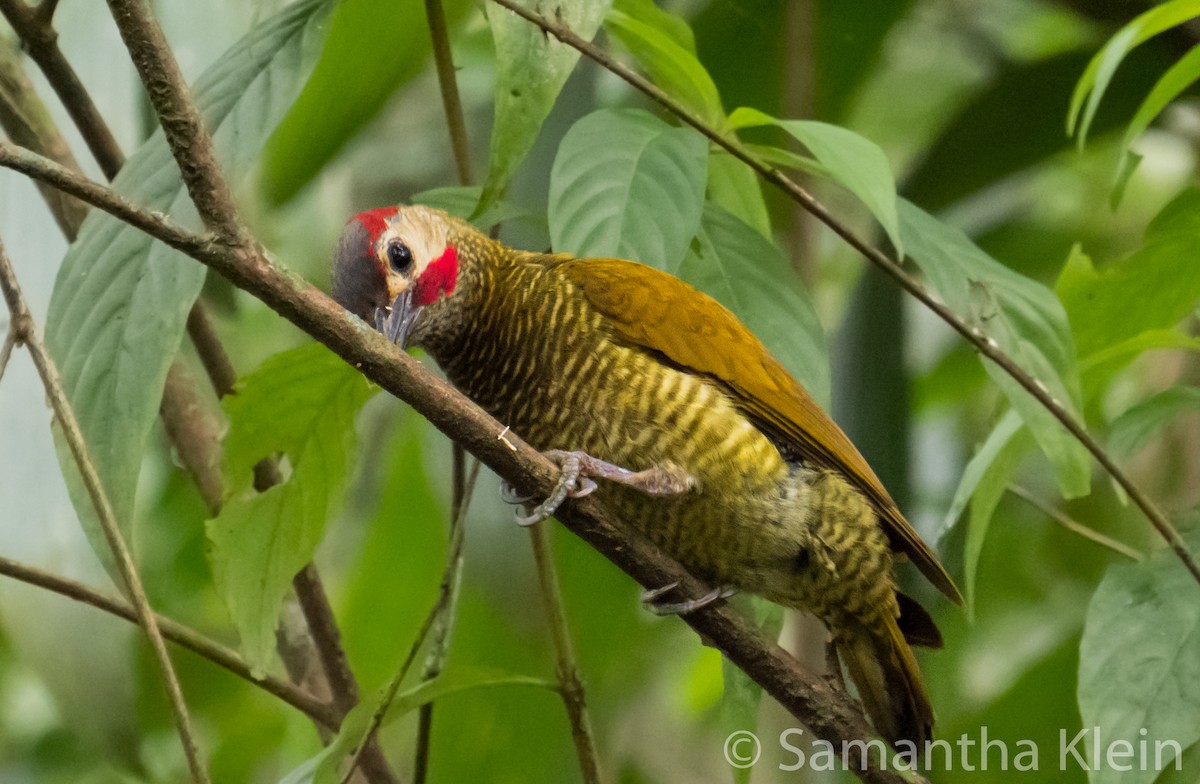 Golden-olive Woodpecker (Golden-olive) - Samantha Klein
