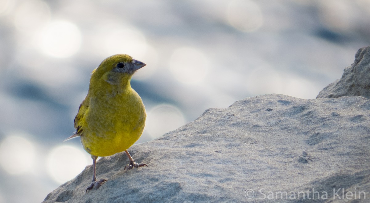 Patagonian Yellow-Finch - Samantha Klein