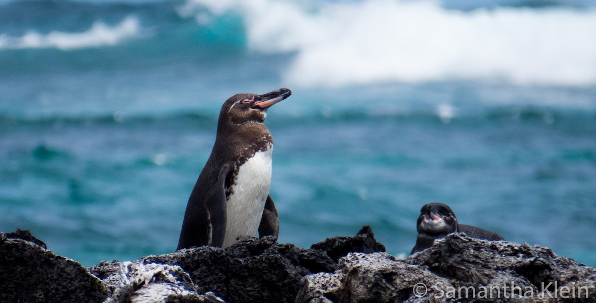 Galapagos Penguin - Samantha Klein