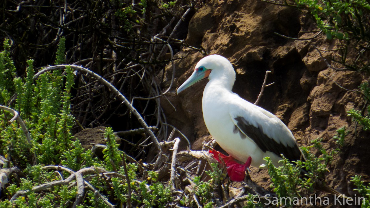 Red-footed Booby - ML206066231