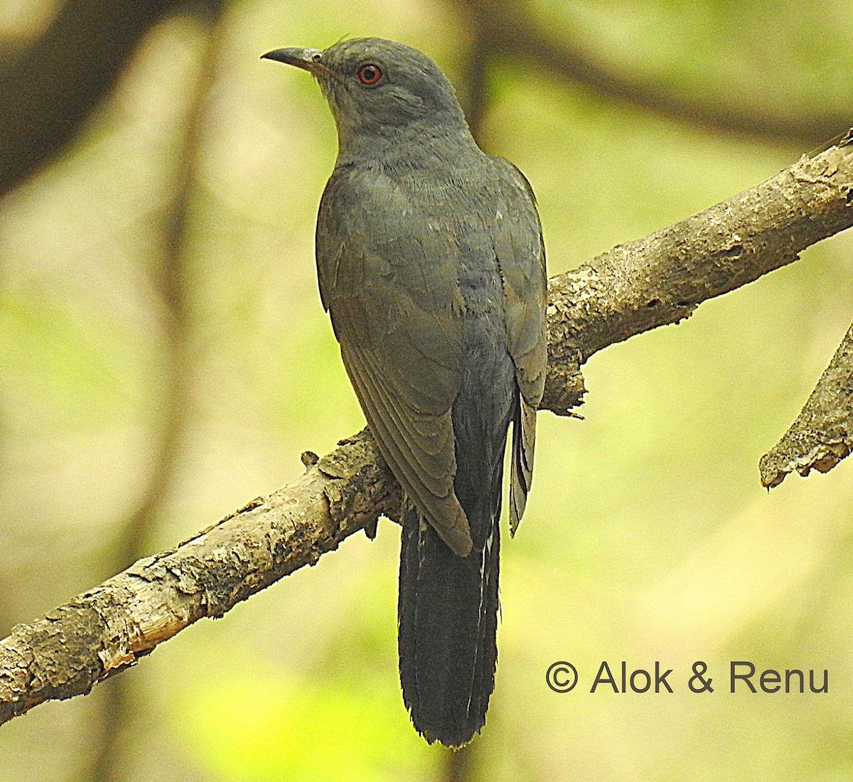 Gray-bellied Cuckoo - Alok Tewari