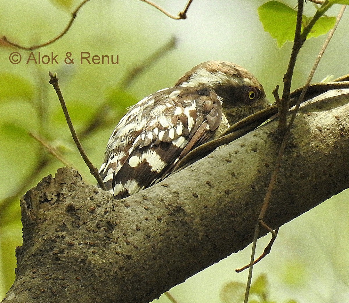 Brown-capped Pygmy Woodpecker - ML206066461
