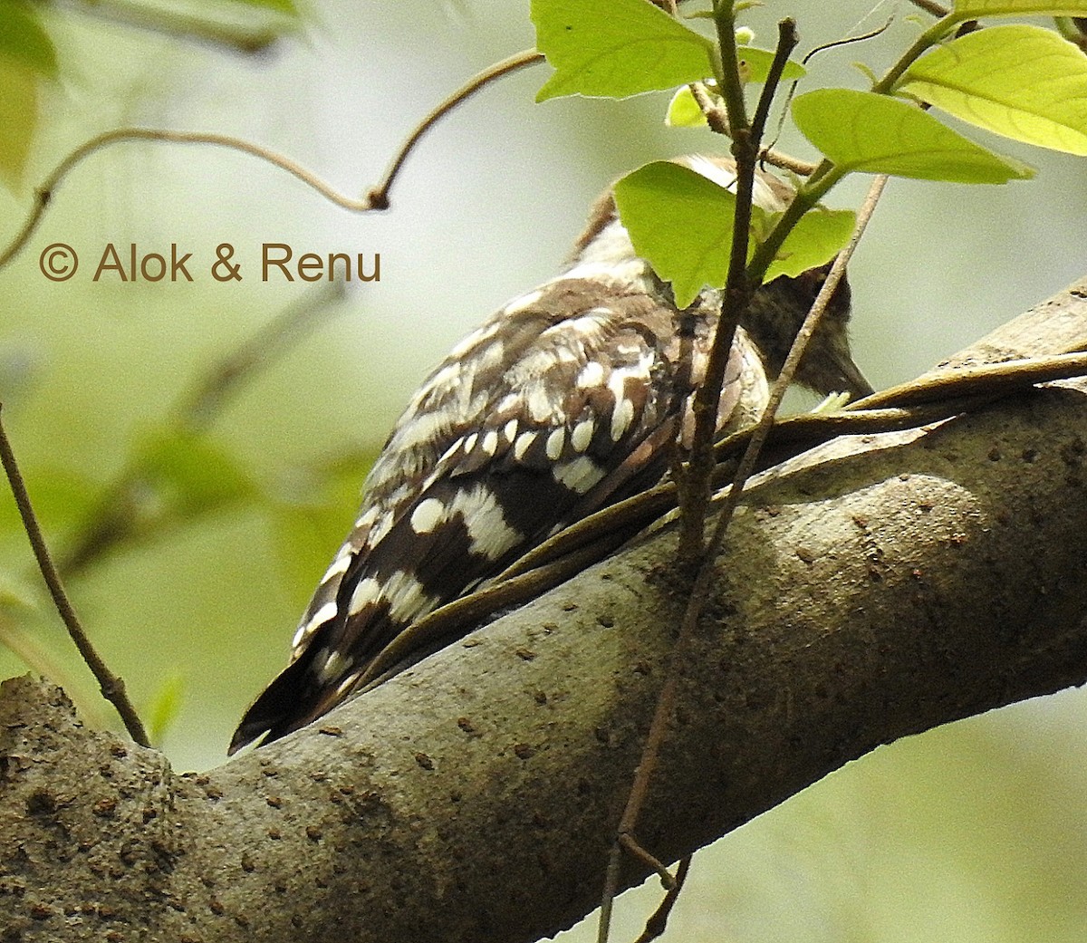 Brown-capped Pygmy Woodpecker - ML206066471