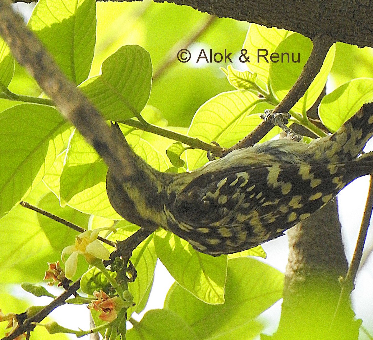 Brown-capped Pygmy Woodpecker - ML206066491