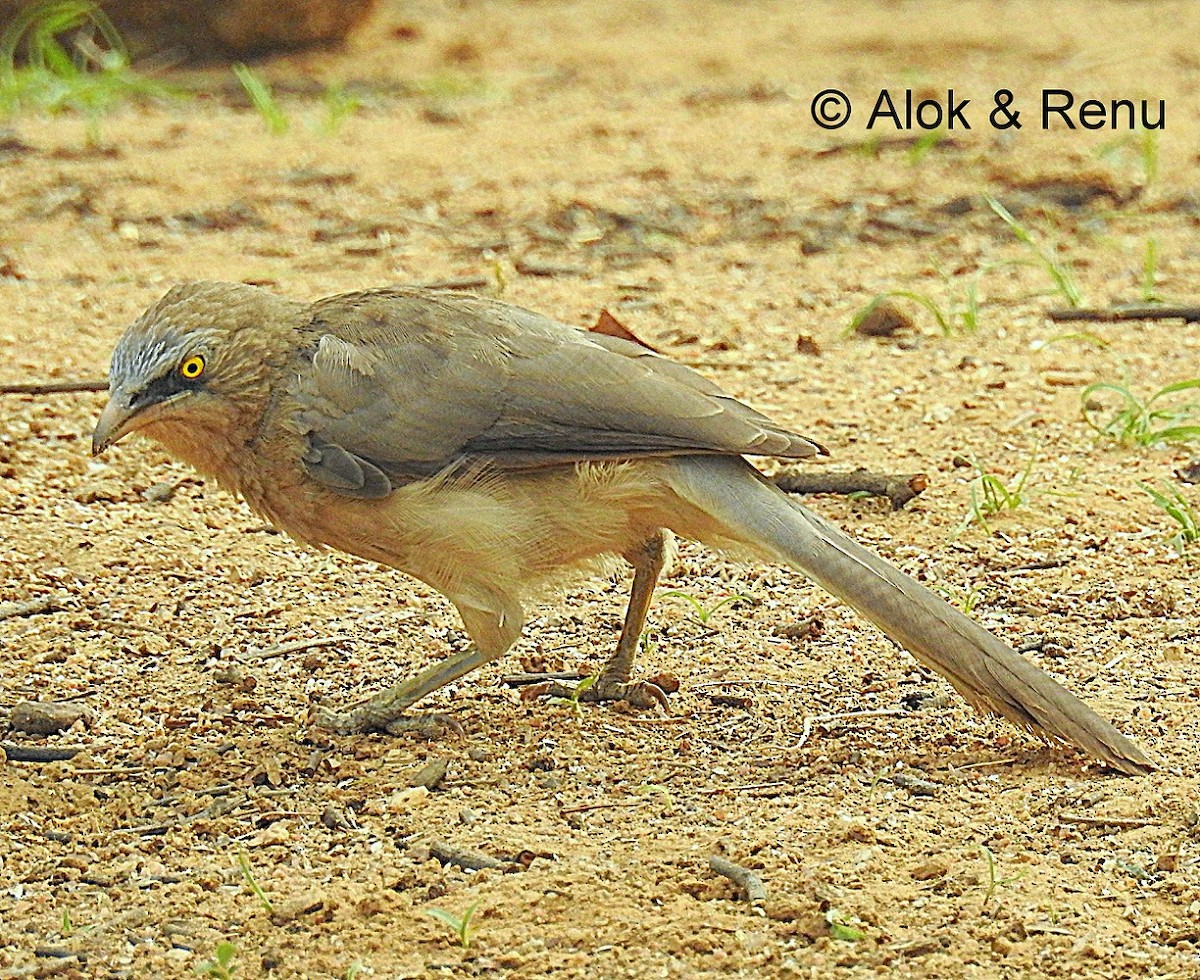 Large Gray Babbler - Alok Tewari