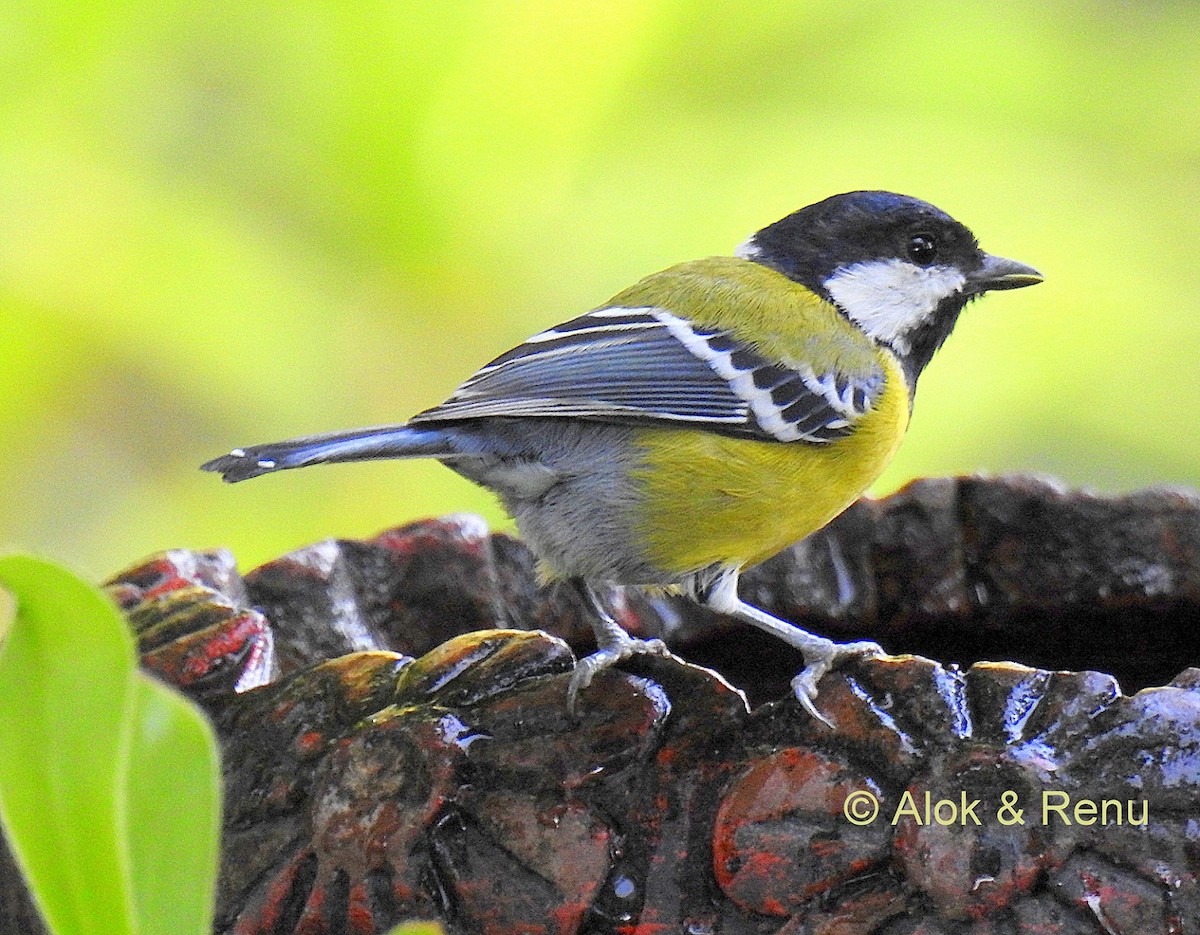 Green-backed Tit - ML206066861
