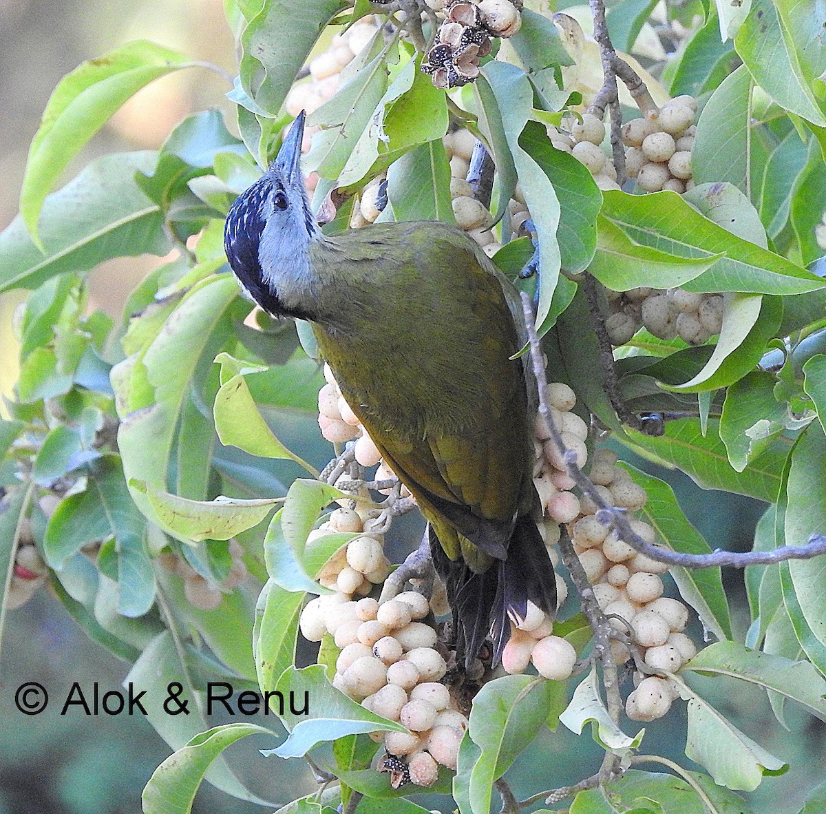 Gray-headed Woodpecker (Black-naped) - Alok Tewari