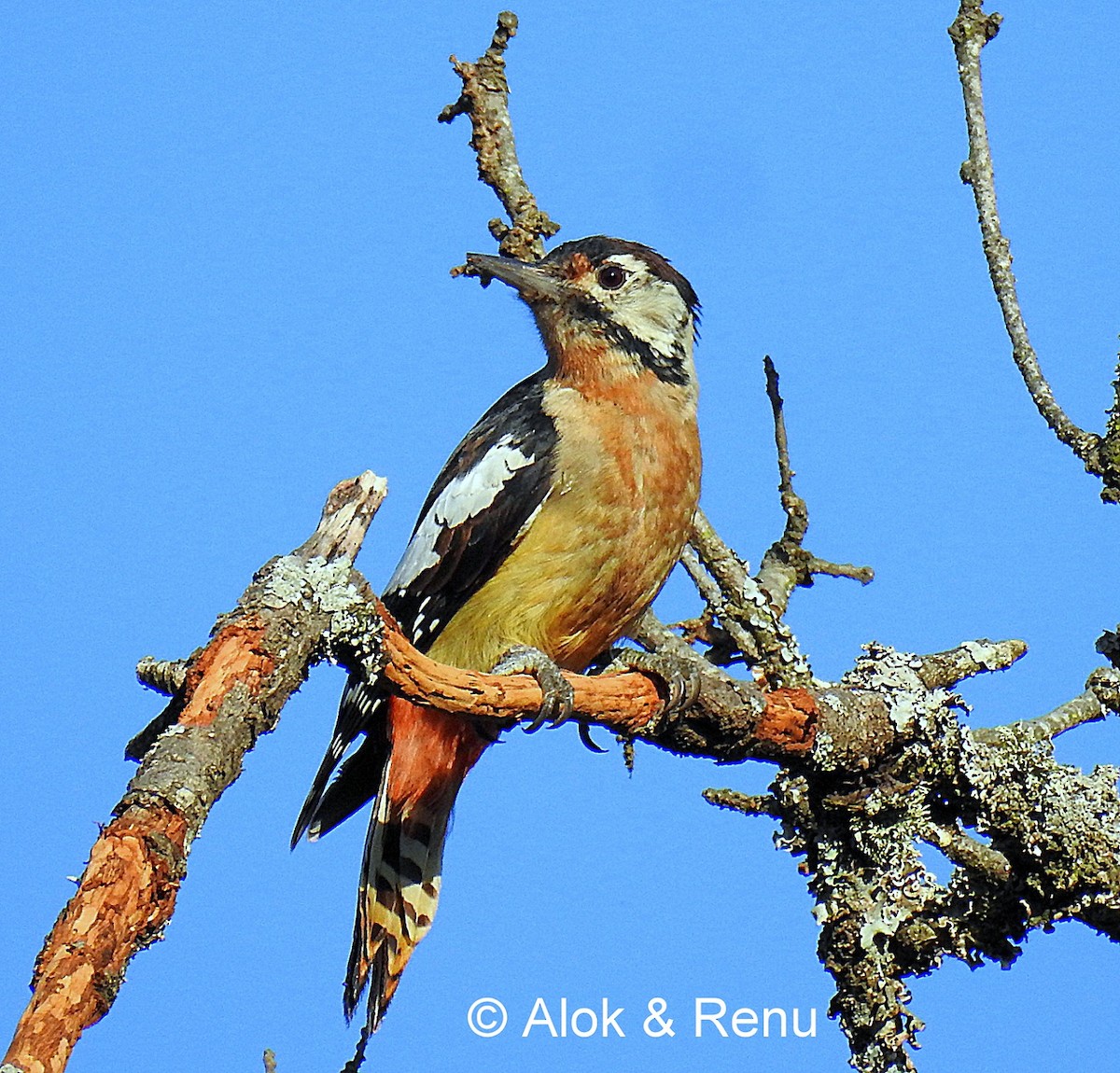 Himalayan Woodpecker - ML206066941