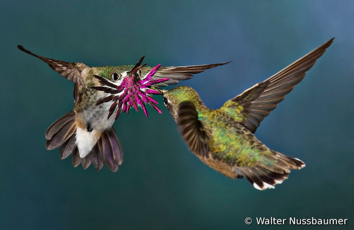 Calliope Hummingbird - Walter Nussbaumer