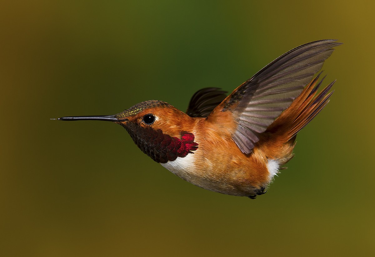 Rufous Hummingbird - Walter Nussbaumer