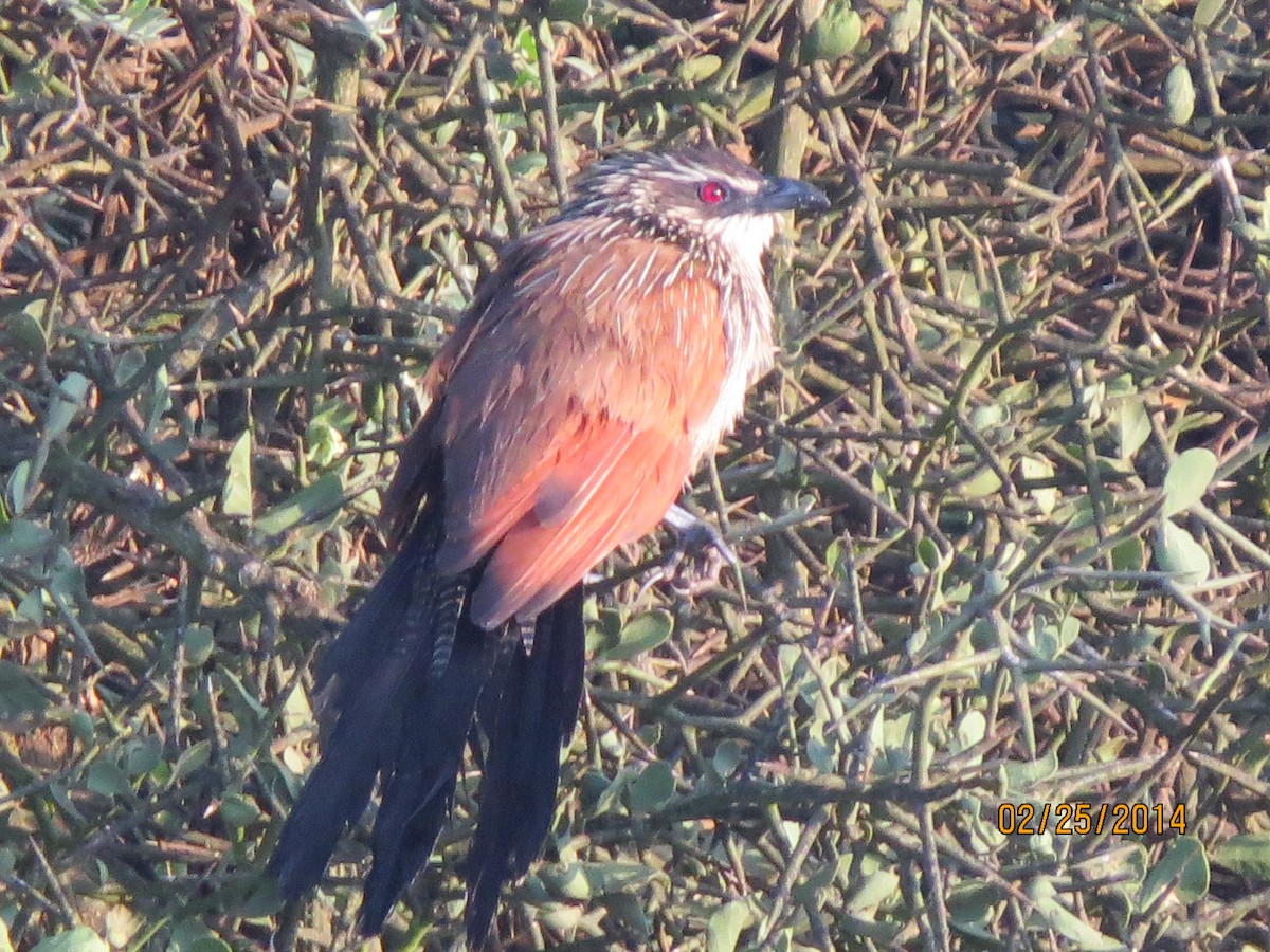 White-browed Coucal - ML206067361