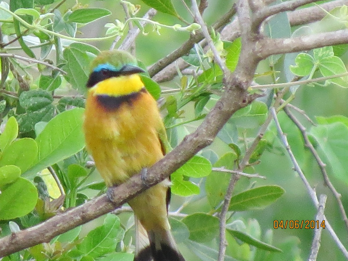 Little Bee-eater - ML206067441