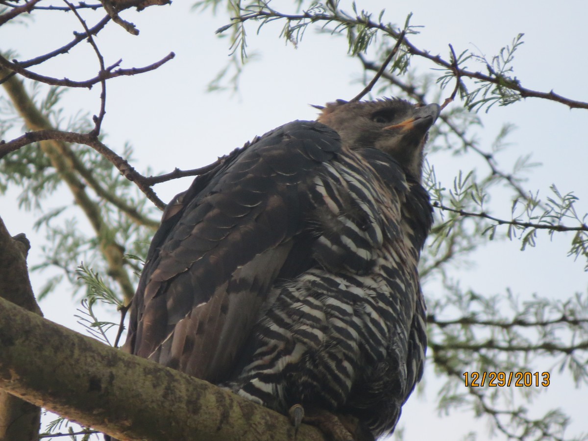 Crowned Eagle - James Kashangaki