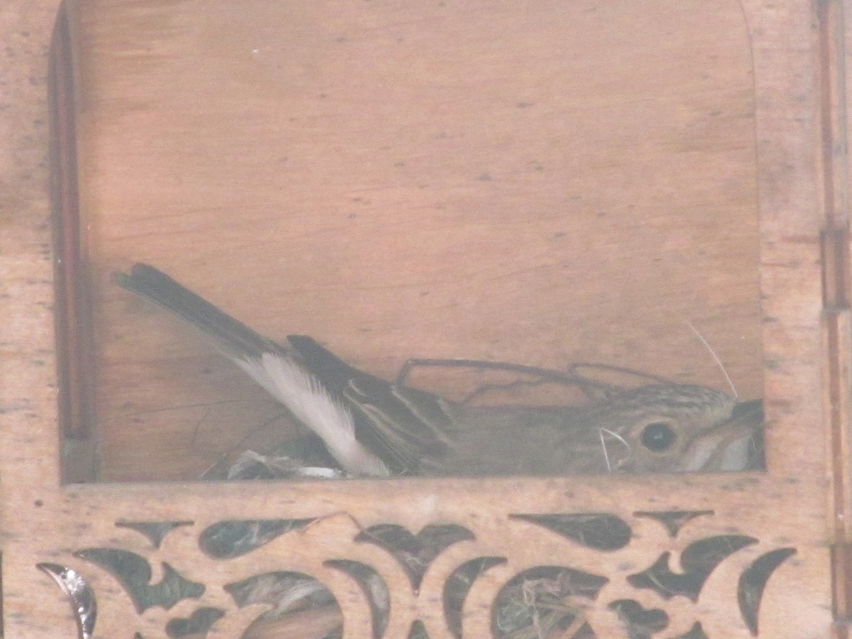 Spotted Flycatcher (Spotted) - Ruslan Mazuryk