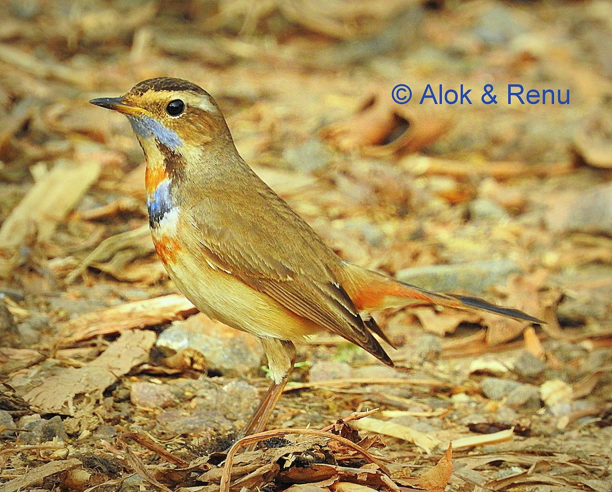 Bluethroat (Red-spotted) - Alok Tewari