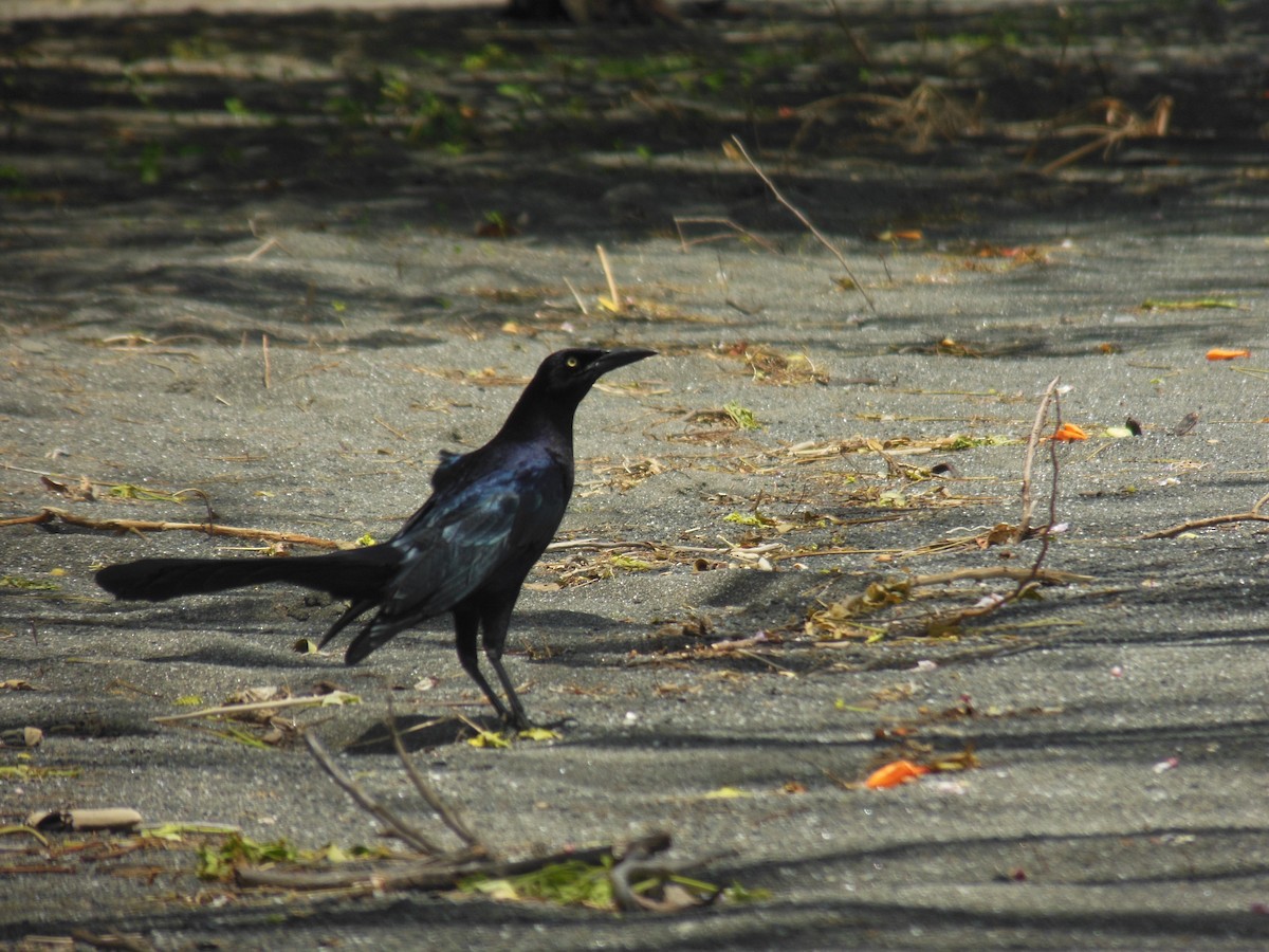 Great-tailed Grackle (Great-tailed) - ML206069141