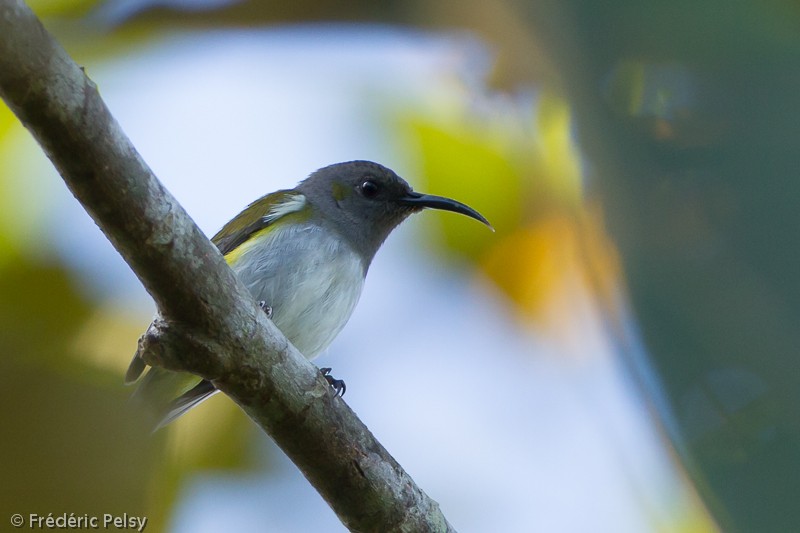 Gray-hooded Sunbird - Frédéric PELSY