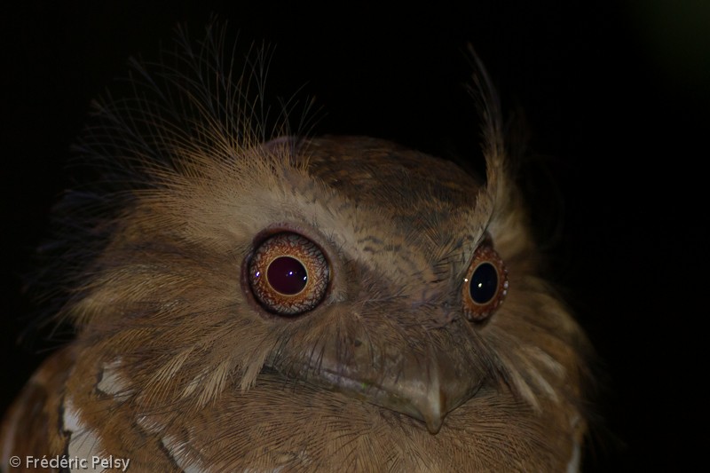 Philippine Frogmouth - ML206069171