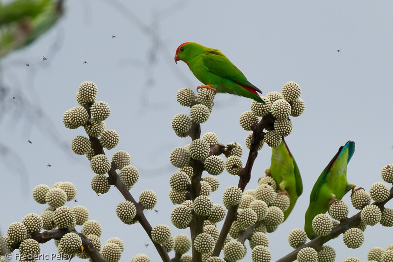 Philippine Hanging-Parrot - Frédéric PELSY