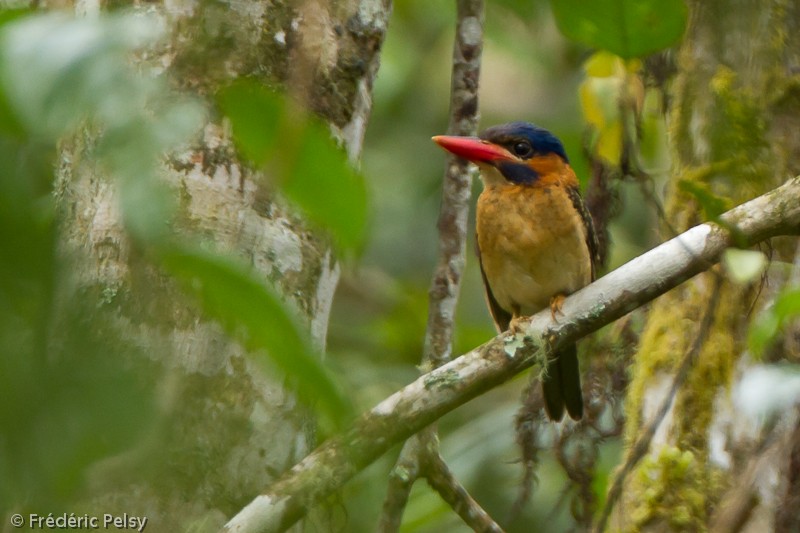 Blue-capped Kingfisher - Frédéric PELSY