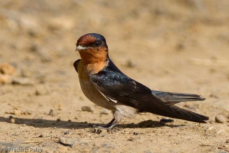 Pacific Swallow (Pacific) - Frédéric PELSY
