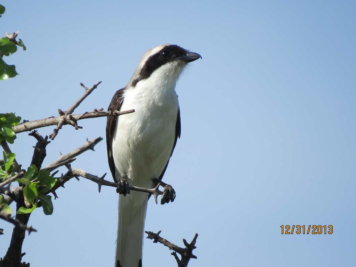 Gray-backed Fiscal - ML206069531