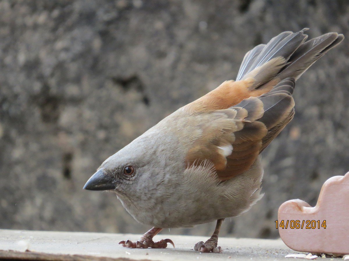 Parrot-billed Sparrow - James Kashangaki