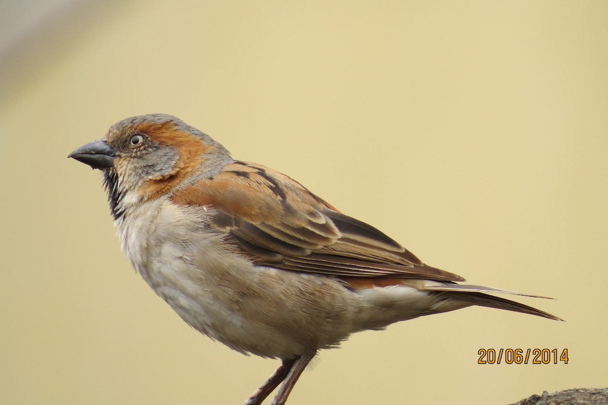Kenya Rufous Sparrow - James Kashangaki