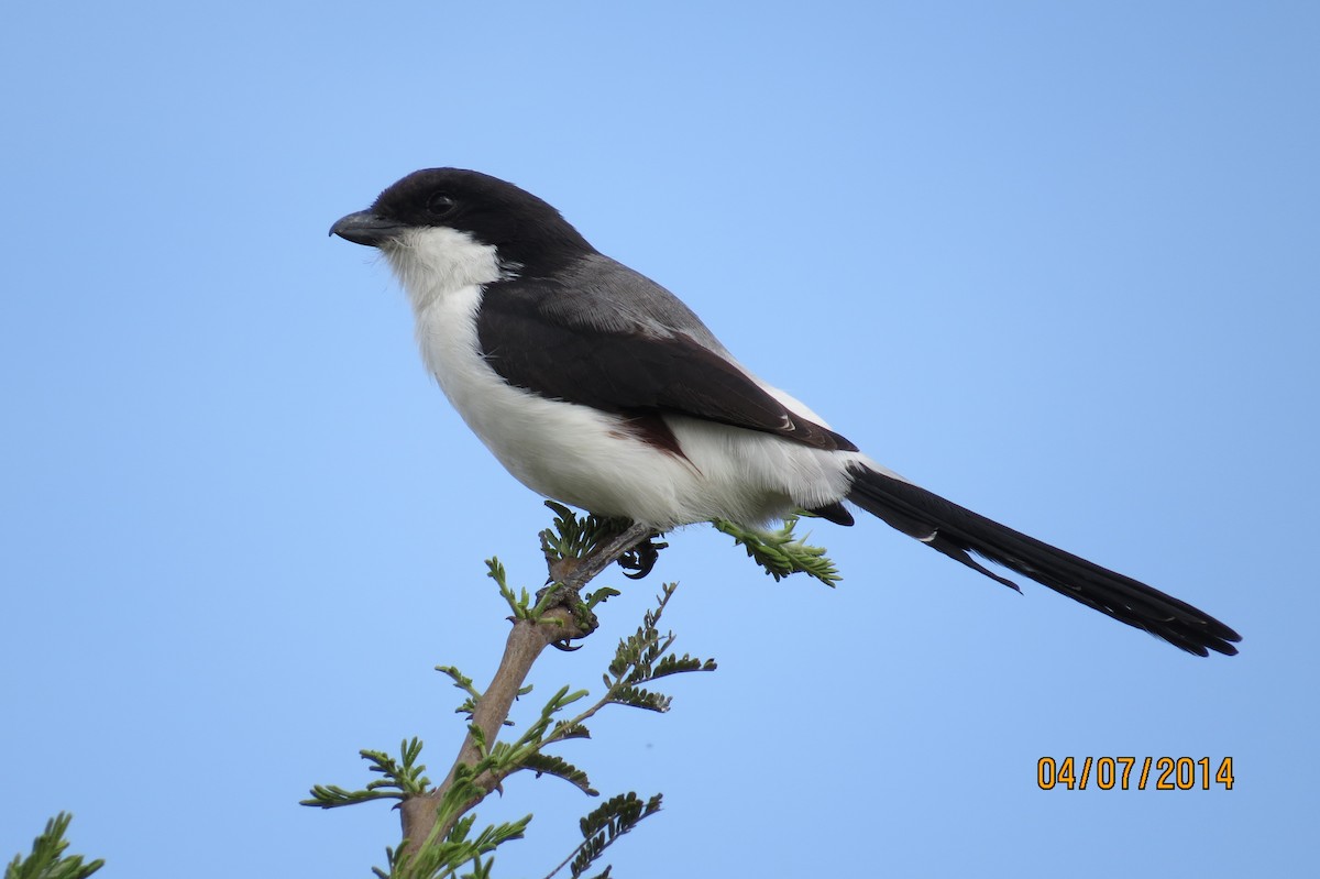 Long-tailed Fiscal - ML206069871