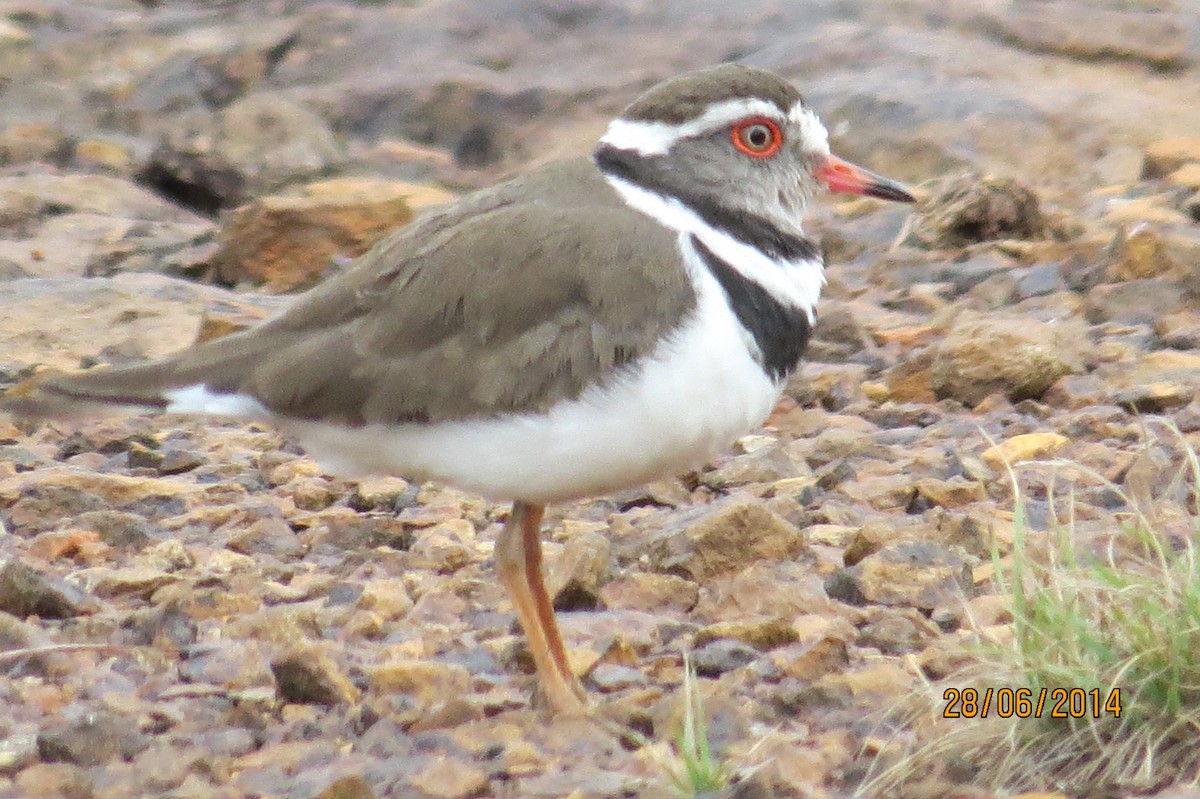Three-banded Plover (African) - ML206069961