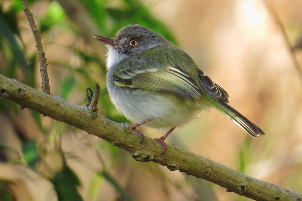Pearly-vented Tody-Tyrant - Samantha Klein