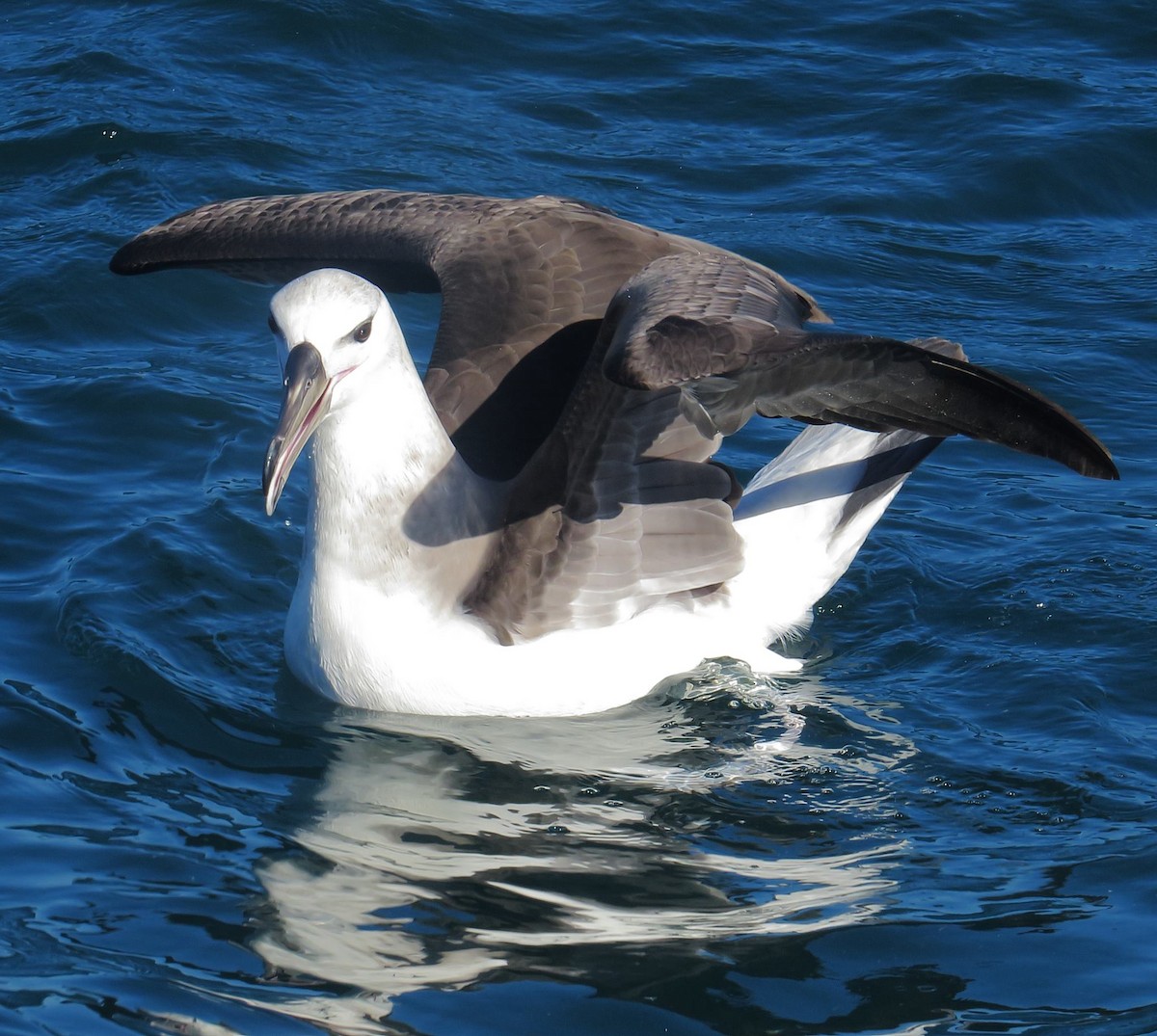 Black-browed Albatross (Black-browed) - Samantha Klein