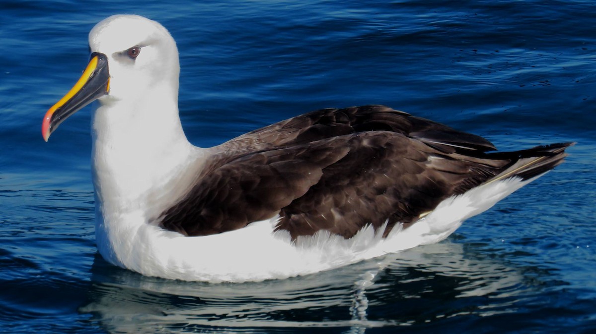 Atlantic Yellow-nosed Albatross - Samantha Klein