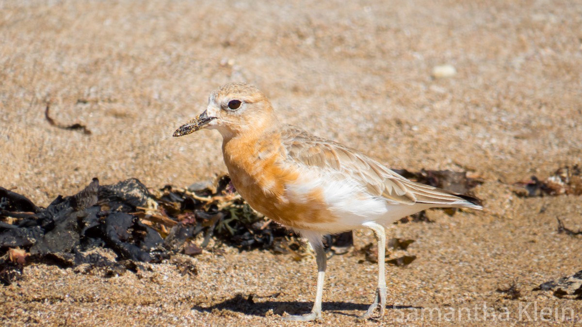 Red-breasted Dotterel (Southern) - Samantha Klein