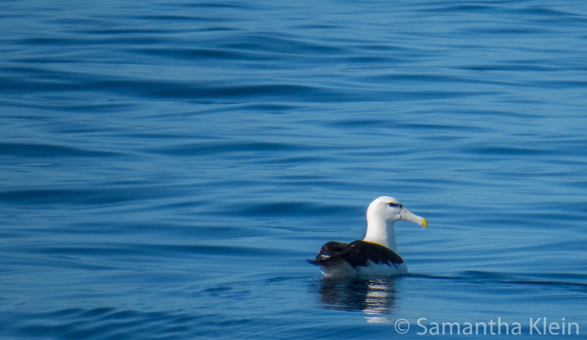 White-capped Albatross (cauta) - Samantha Klein