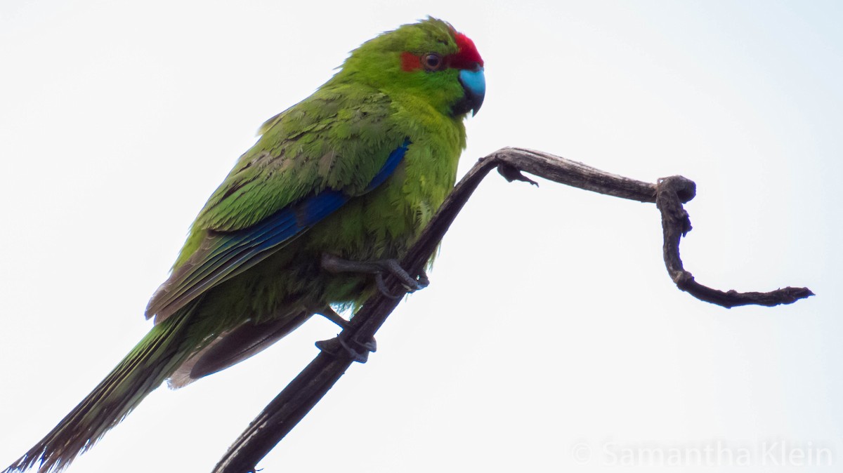 Red-crowned Parakeet - Samantha Klein