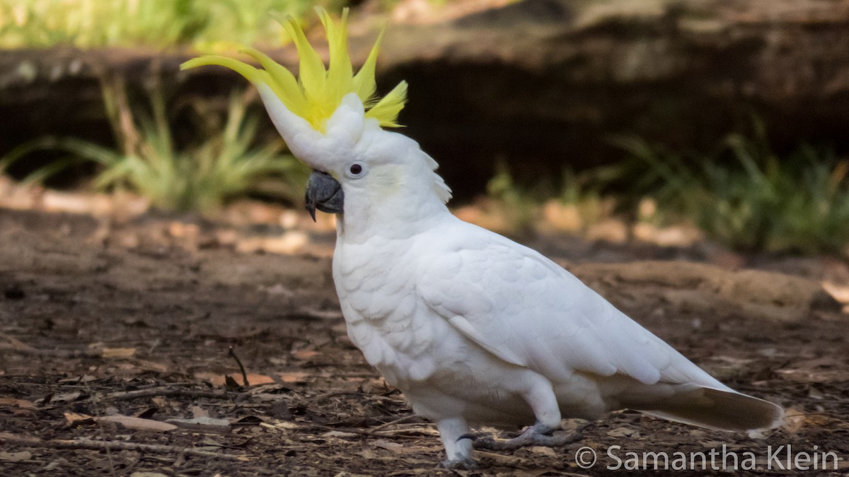 Sulphur-crested Cockatoo - Samantha Klein