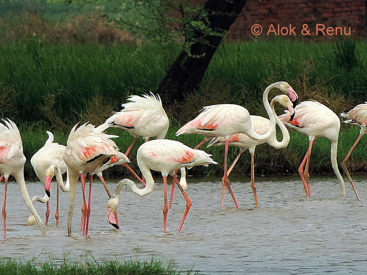 Greater Flamingo - ML206071301