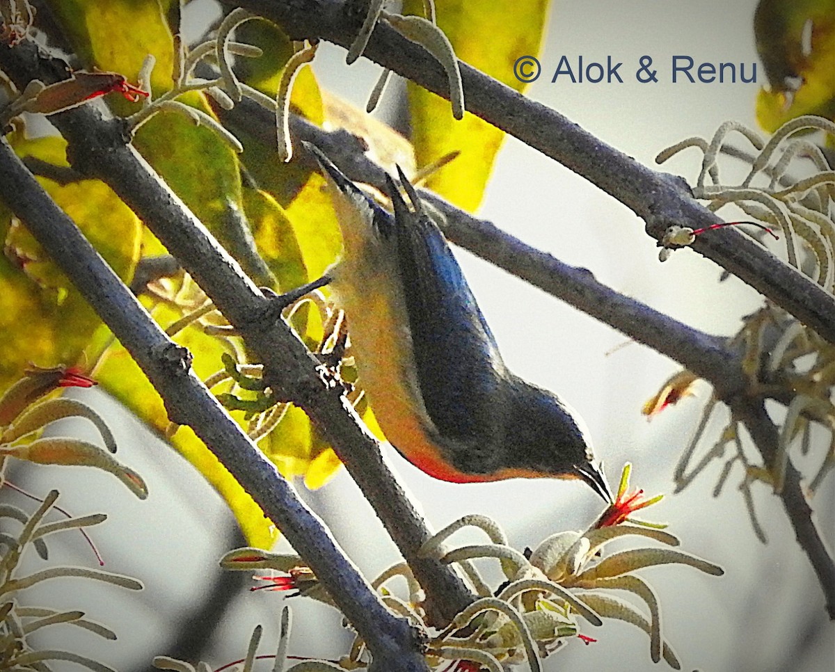 Fire-breasted Flowerpecker - Alok Tewari
