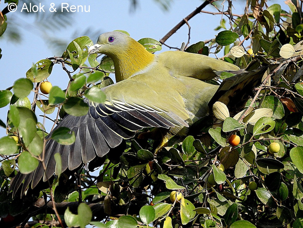 Yellow-footed Green-Pigeon - ML206071591