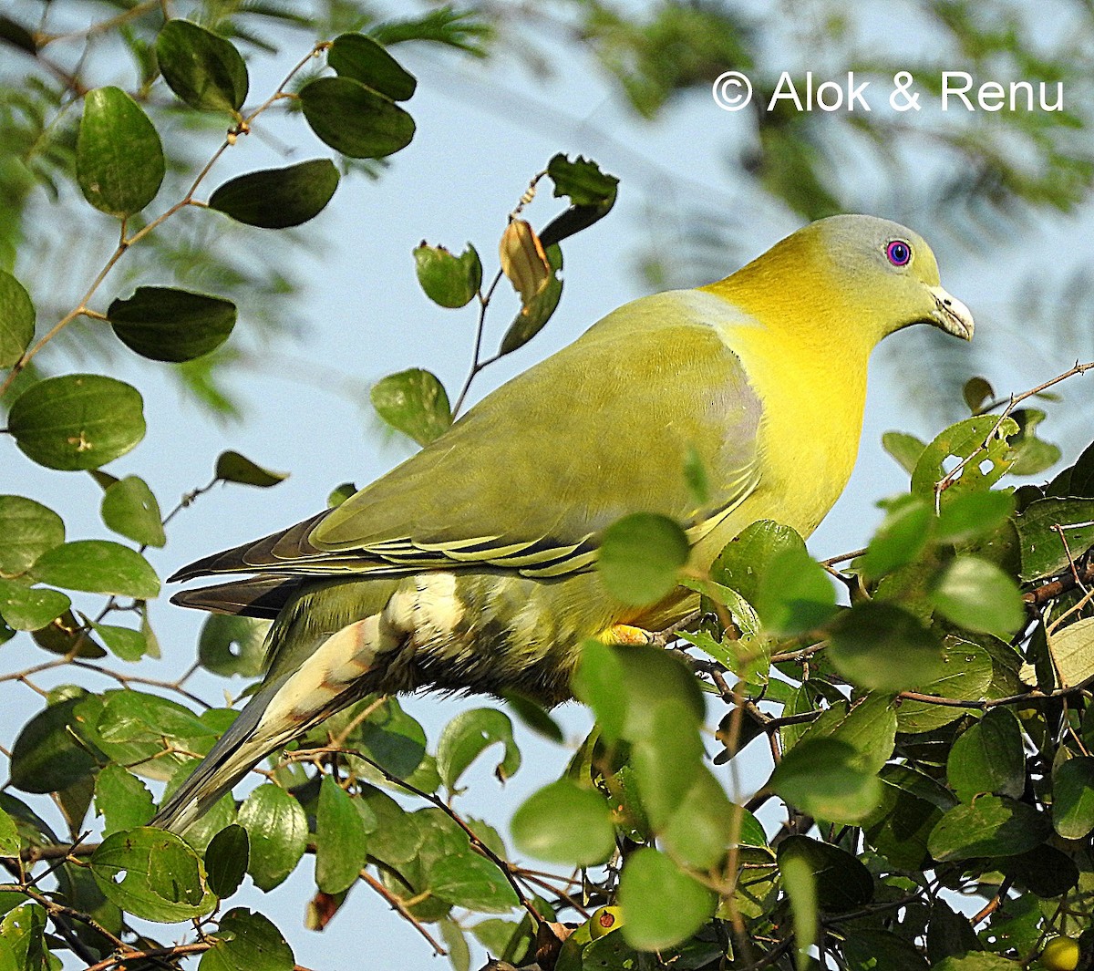 Yellow-footed Green-Pigeon - ML206071641