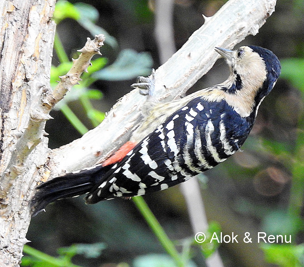 Fulvous-breasted Woodpecker - ML206071661