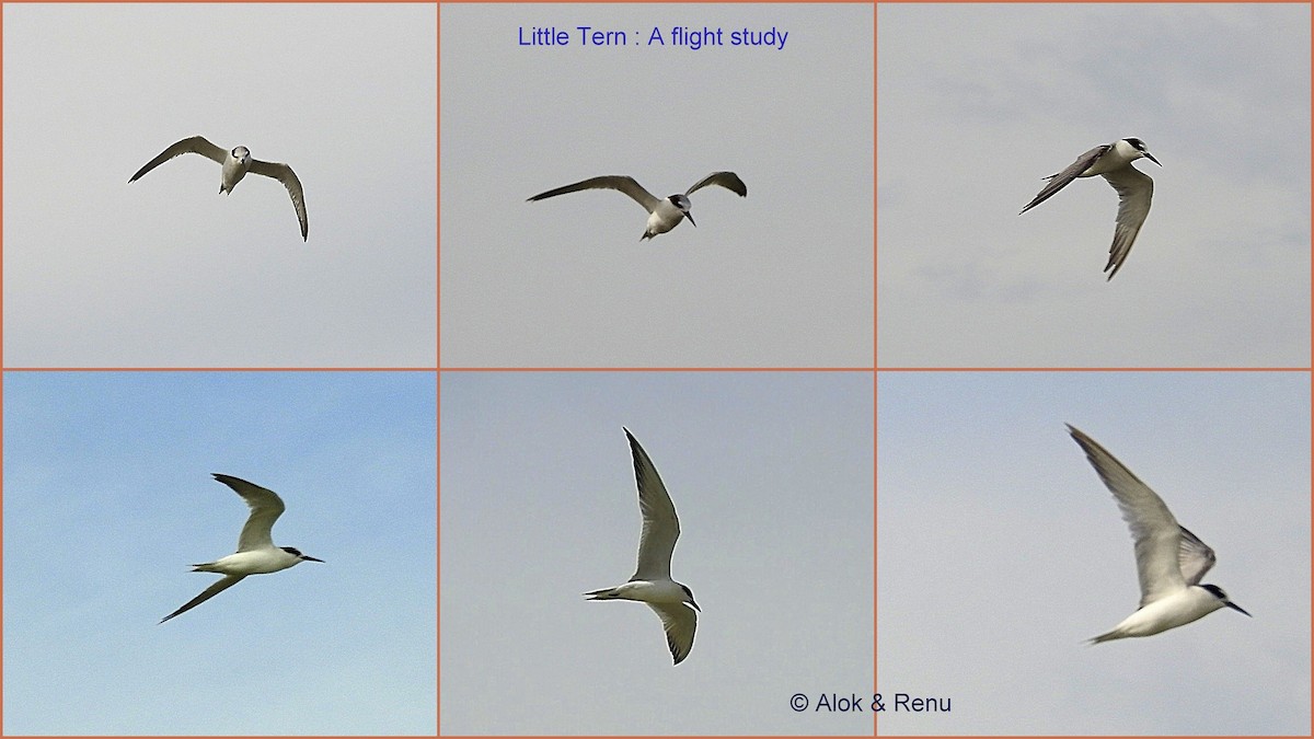 Little Tern - Alok Tewari