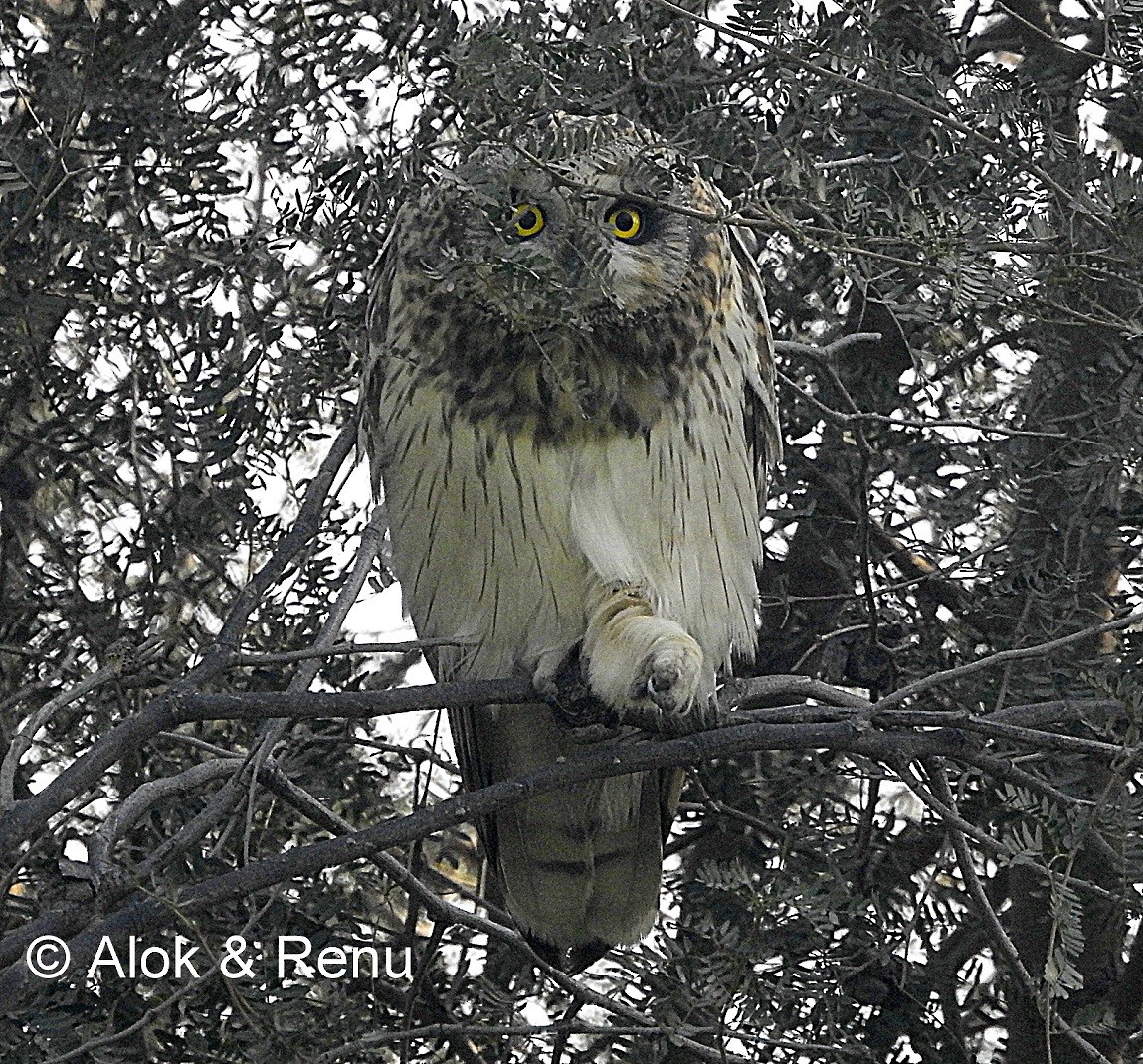Short-eared Owl (Northern) - ML206071811