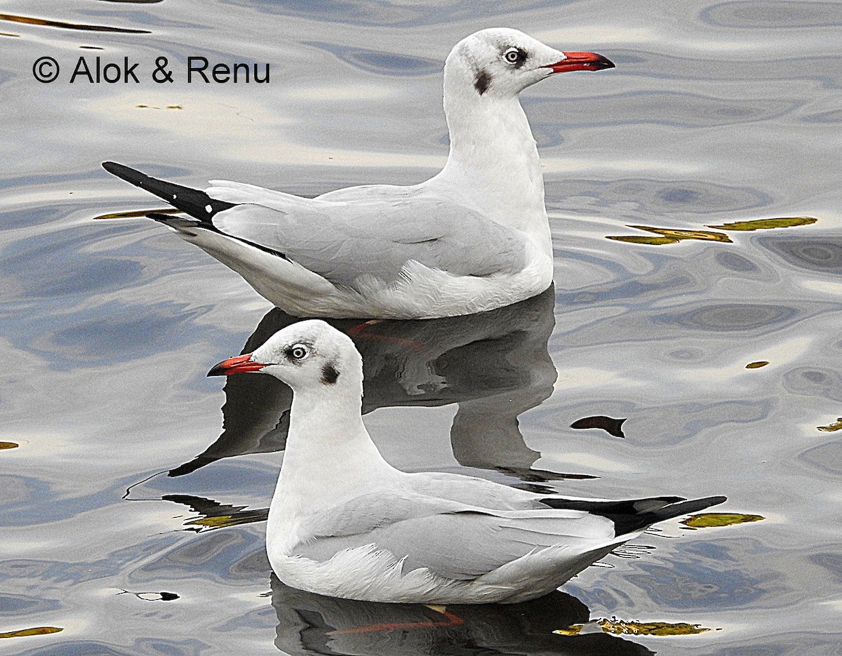 Black-headed Gull - Alok Tewari