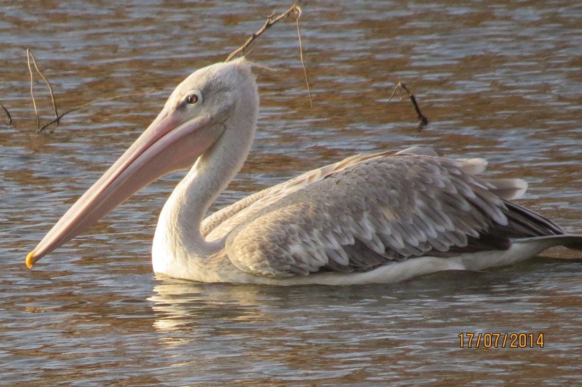 Pink-backed Pelican - James Kashangaki