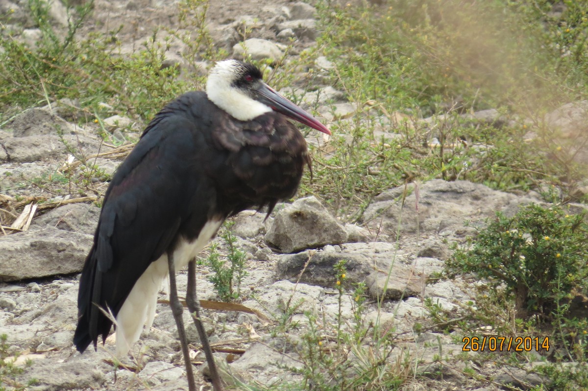 African Woolly-necked Stork - ML206072031