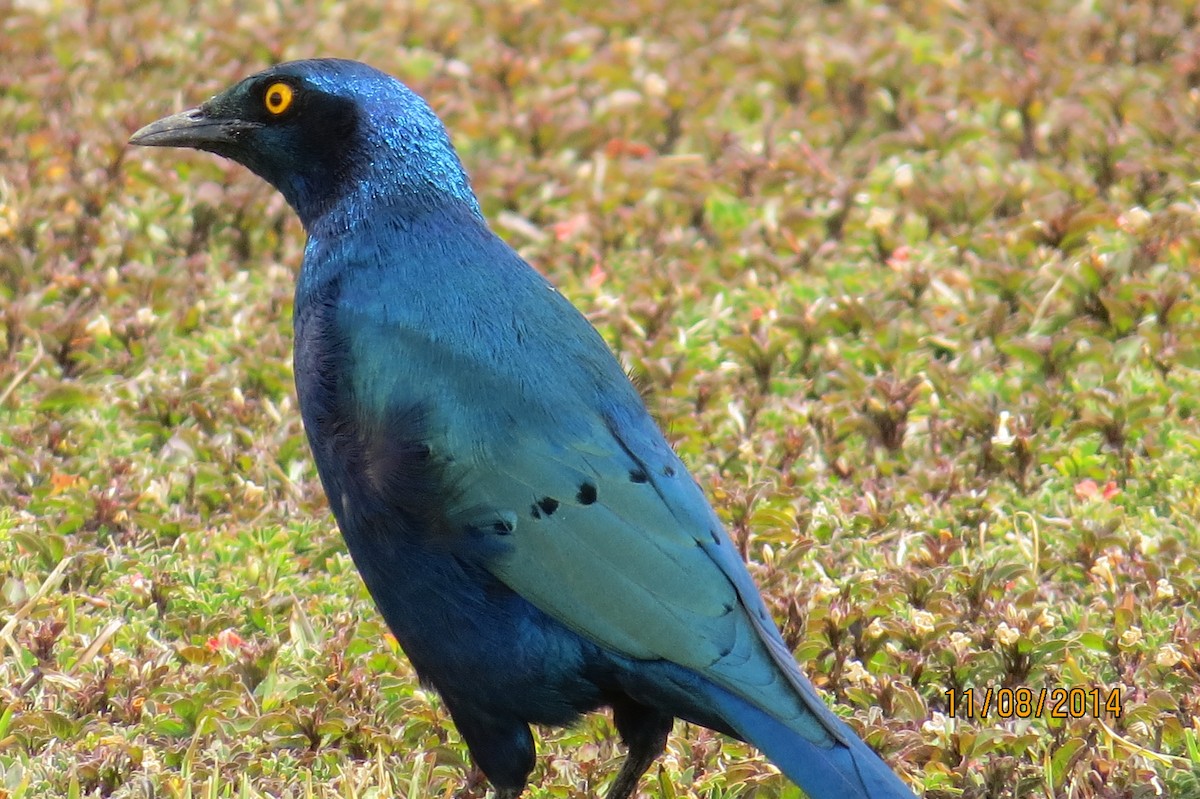 Greater Blue-eared Starling - James Kashangaki